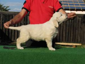 Golden Retriever cu potential ridicat de show