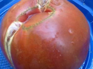 TOMATE BRANDYWINE BLACK