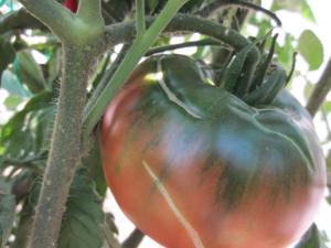 TOMATE BLACK KRIM