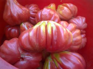 TOMATE TLACOLULA MEXIC