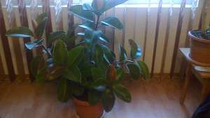 vand ficus