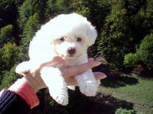 Pui  bichon bolognesse