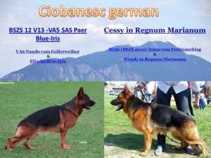 Cateii ciobanesc german din Import