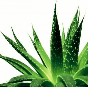 MASCA CU ALOE VERA HIDRATANTA CALMANTA CU EFECT DE LIFTING DR. TEMT