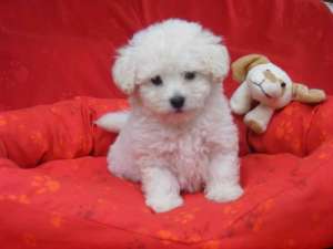 Vand pui Bichon Bolognese