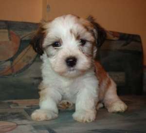 Vand pui Bichon Havanese