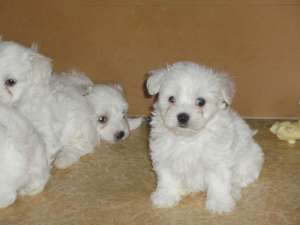 Vand pui Bichon Maltese