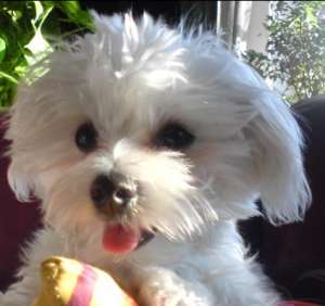 Vand pui Bichon Maltese