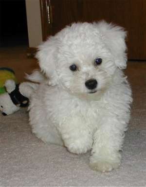 Vand pui Bichon Frise