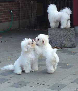 Vand pui Bichon Frise