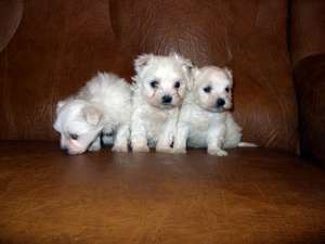 bichon maltese originali