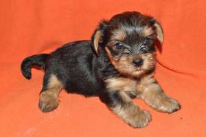 un baietel yorkshire terrier 5 saptamai  un frumos cadou de craciun