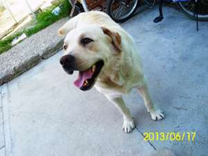 Mota Labrador Retriever