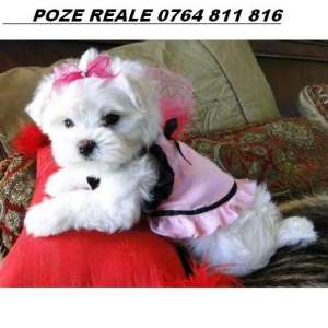 CATEI BICHON MALTEZ TOY, SHIH-TZU, YORKSHIRE TERRIER TOY,  MALTIPOO,  BOLONKA ZWETNA SI CANICHE