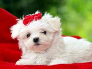 CATEI BICHON MALTEZ TOY, SHIH-TZU, YORKSHIRE TERRIER TOY,  MALTIPOO,  BOLONKA ZWETNA SI CANICHE