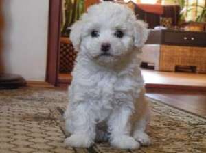 Vand pui Bichon Bolognese