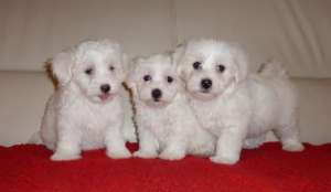 Vand pui Bichon Bolognese