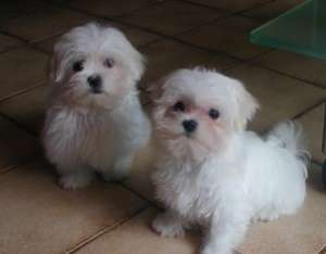 Vand pui Bichon Maltese