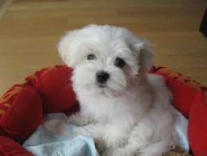 Vand pui Bichon Maltese