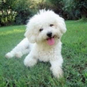 Vand pui Bichon Frise