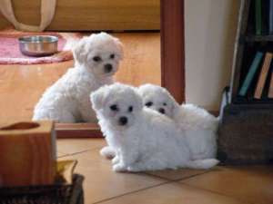 Vand pui Bichon Frise