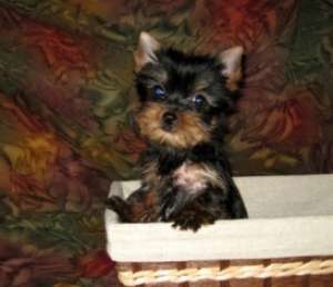 Vand pui Yorkshire Terrier