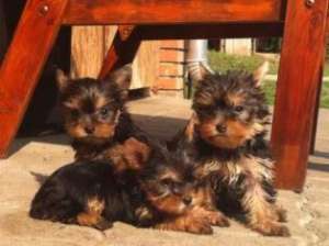 Vand pui Yorkshire Terrier