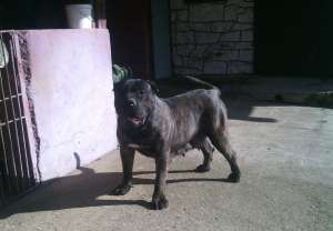 presa canario