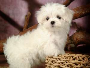 vand pui bichon maltese