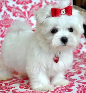 vand pui bichon maltese